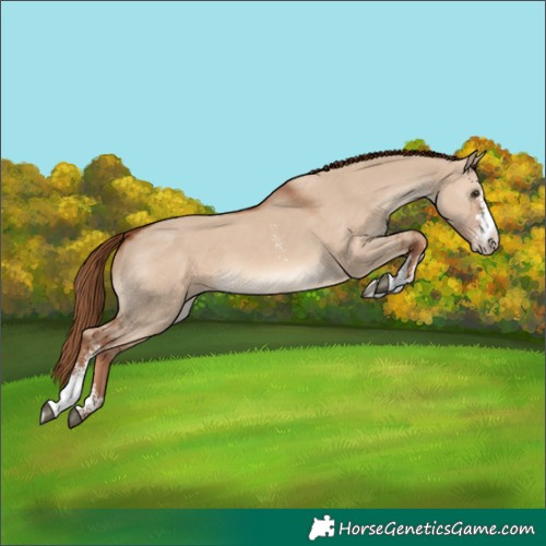 Horse Color:Red Dun Sabino