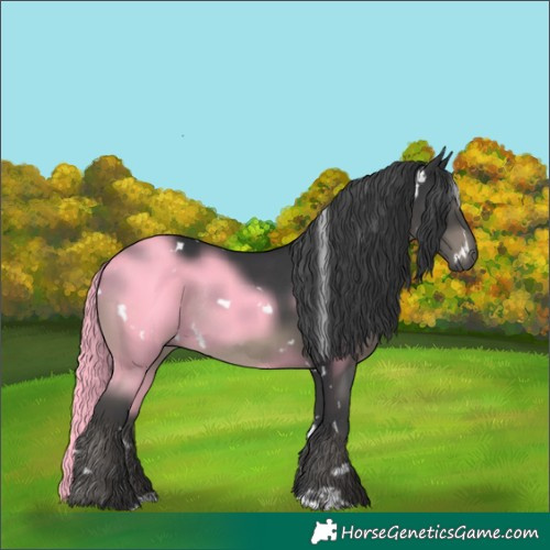 Horse Color:White Spotted Black Rabicano