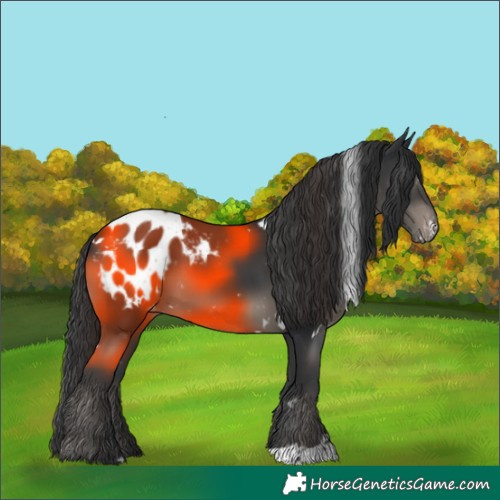 Horse Color:White Spotted Black Mushroom Appaloosa