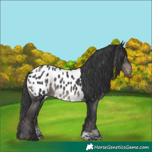 Horse Color:Black Sabino Appaloosa 