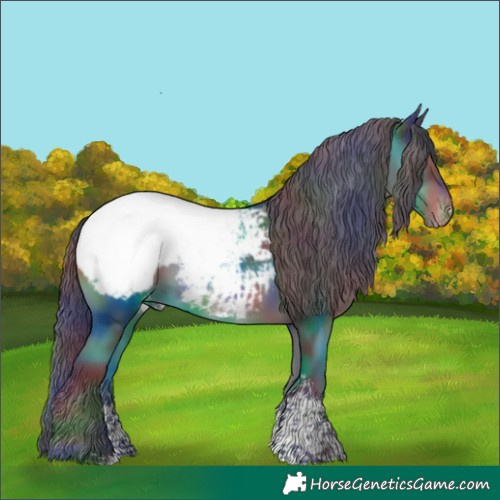 Horse Color:Nacre Black Sabino Appaloosa