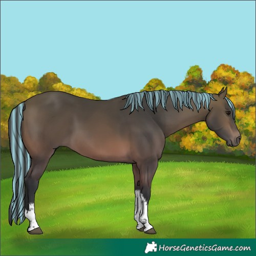 Horse Color:Painted White Spotted Bay 