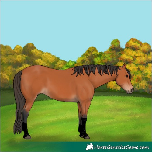 Horse Color:Void White Spotted Bay Tobiano 