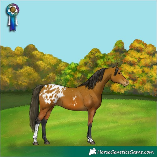 Horse Color:White Spotted Bay Tobiano Appaloosa 