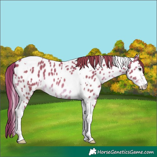 Horse Color:Chestnut Sabino Tobiano Appaloosa 