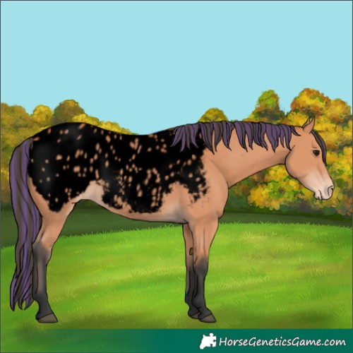 Horse Color:Void Painted White Spotted Bay Appaloosa