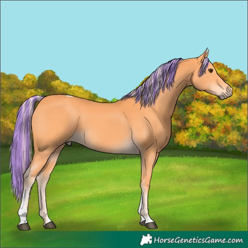 Horse Color:Painted Palomino Tobiano