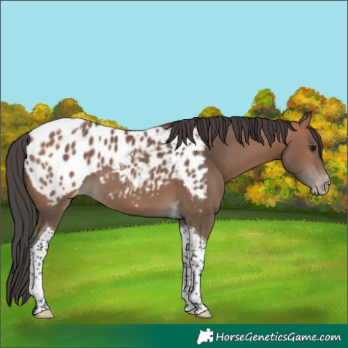 Horse Color:Bay Tobiano Appaloosa 
