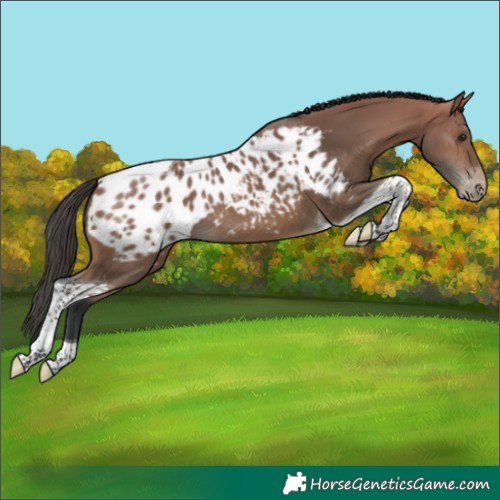Horse Color:Bay Tobiano Appaloosa