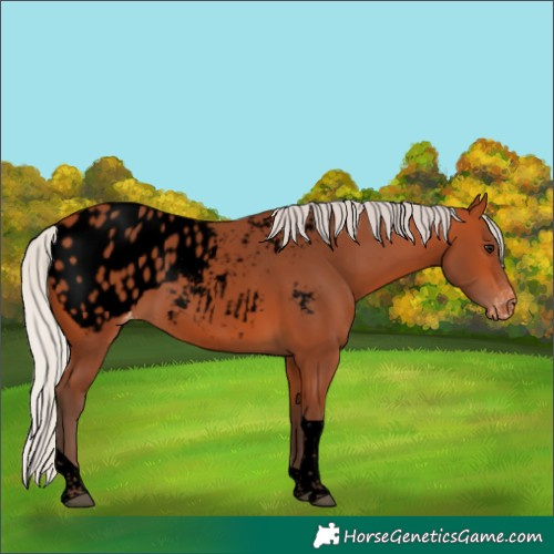 Horse Color:Void Silver Bay Tobiano Appaloosa