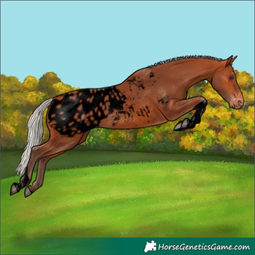 Horse Color:Void Silver Bay Tobiano Appaloosa