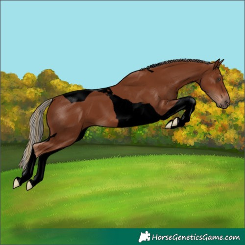 Horse Color:Void Painted Chestnut Tobiano