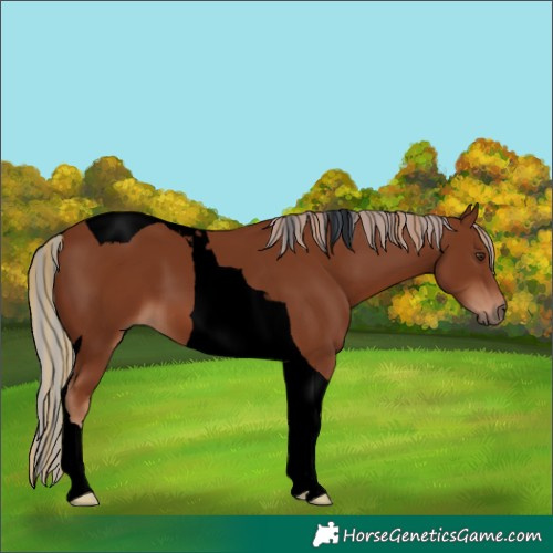 Horse Color:Void Painted Chestnut Tobiano 