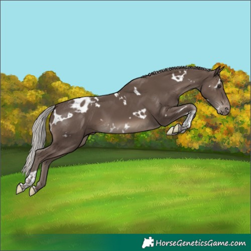 Horse Color:White Spotted Silver Black Tobiano Appaloosa 