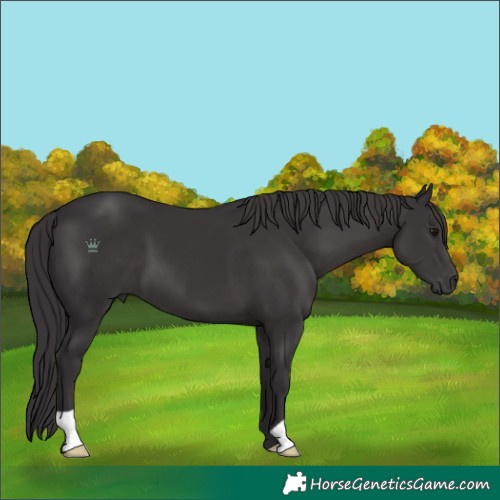Horse Color:Smoky Black
