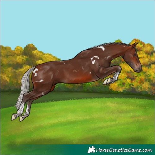 Horse Color:White Spotted Silver Brown Tobiano 