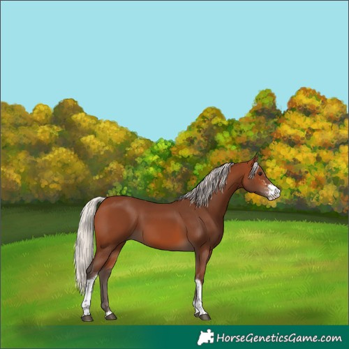 Horse Color:Silver Brown Sabino Tobiano