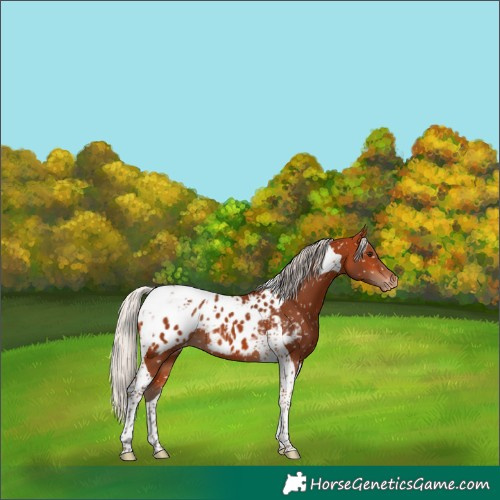Horse Color:Silver Bay Tobiano Appaloosa