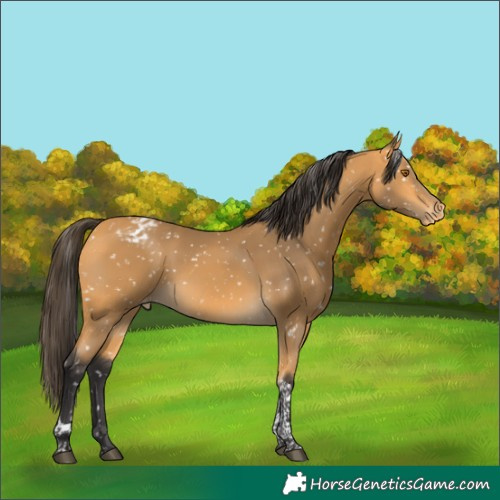 Horse Color:Buckskin Tobiano Appaloosa