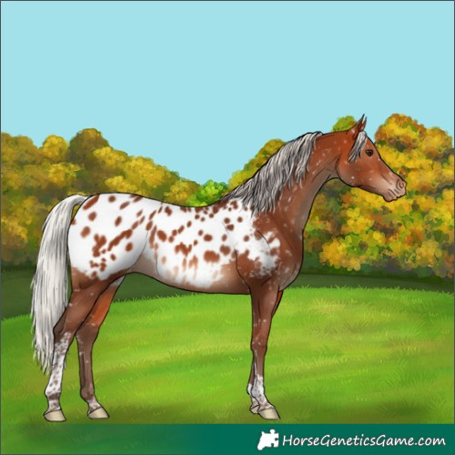 Horse Color:Silver Bay Tobiano Appaloosa