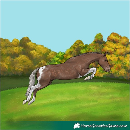 Horse Color:Silver Black Tobiano Appaloosa 