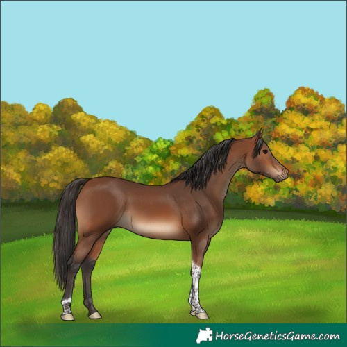 Horse Color:Bay Tobiano 