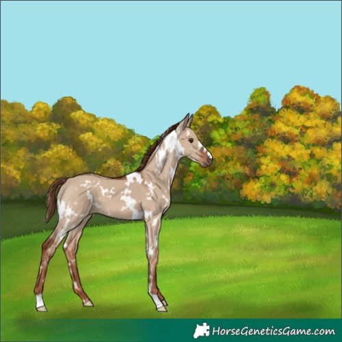 Horse Color:Unknown 