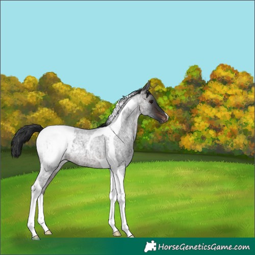 Horse Color:Brown Roan Tobiano Appaloosa 