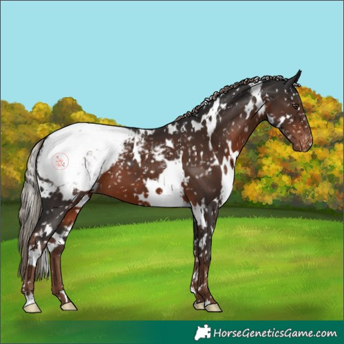 Horse Color:White Spotted Liver Chestnut Snowcap 