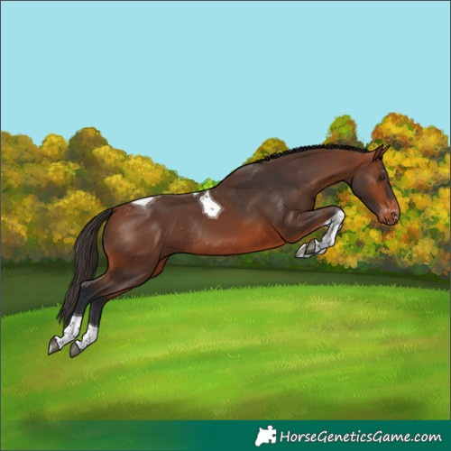 Horse Color:Bay Tobiano Skewed Appaloosa Rabicano 