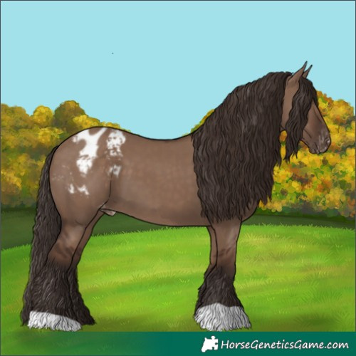 Horse Color:Liver Red Dun Appaloosa 