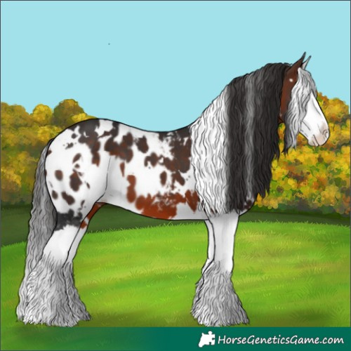 Horse Color:White Spotted Brown Splash Skewed Appaloosa 