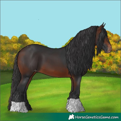 Horse Color:Brown Skewed Appaloosa