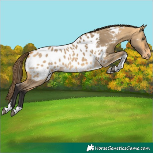 Horse Color:Buckskin Dun Tobiano Appaloosa