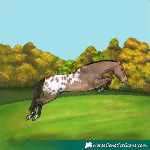 Horse Color:Bay Dun Appaloosa