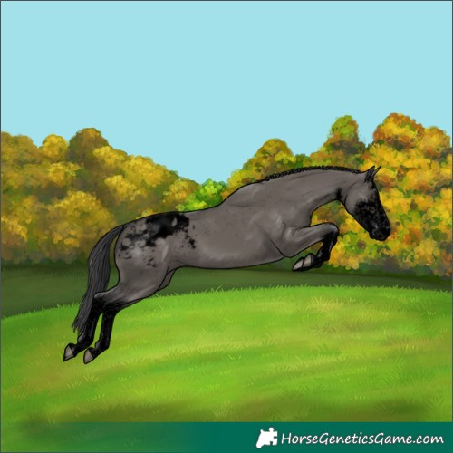 Horse Color:Void White Spotted Grullo Appaloosa