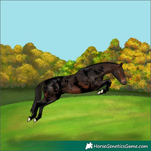 Horse Color:Gray Void White Spotted Bay Tobiano Appaloosa 