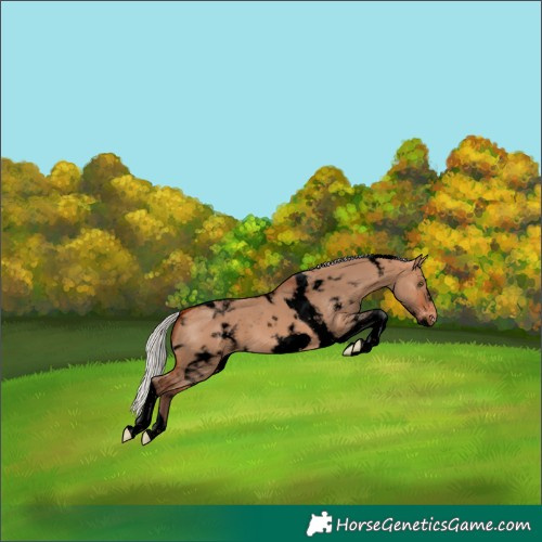 Horse Color:Void White Spotted Silver Bay Dun Tobiano Frame Appaloosa