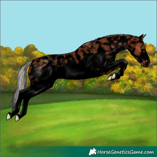 Horse Color:Void Silver Bay Sabino Frame Appaloosa Rabicano