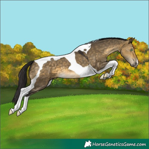 Horse Color:Buckskin Dun Tobiano 