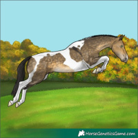 Horse Color:Buckskin Dun Tobiano