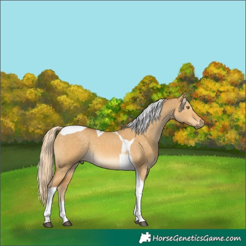 Horse Color:Palomino Dun Tobiano 