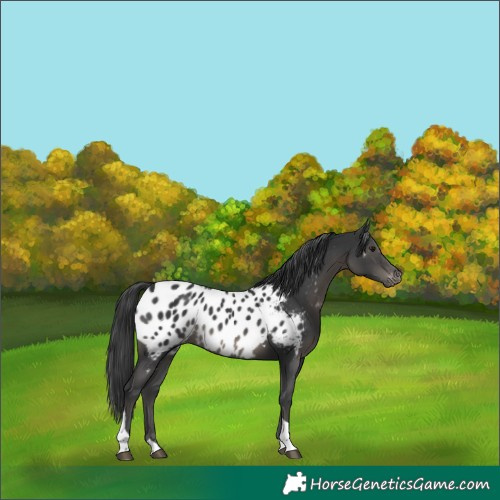 Horse Color:Black Tobiano Appaloosa Rabicano