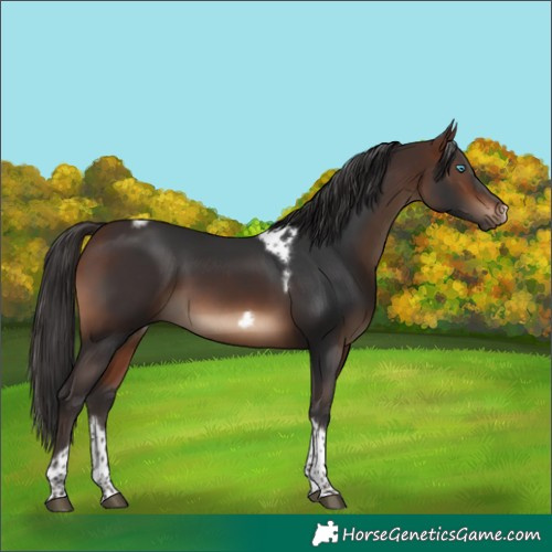 Horse Color:Brown Tobiano Frame Rabicano