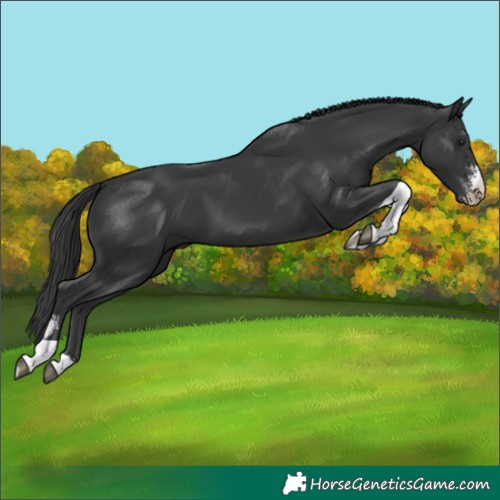 Horse Color:Black Sabino Tobiano 