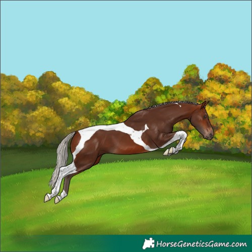 Horse Color:Silver Brown Tobiano