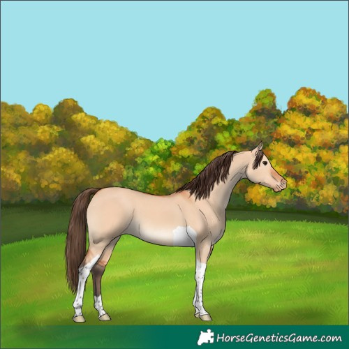 Horse Color:Bay Dun Tobiano Appaloosa