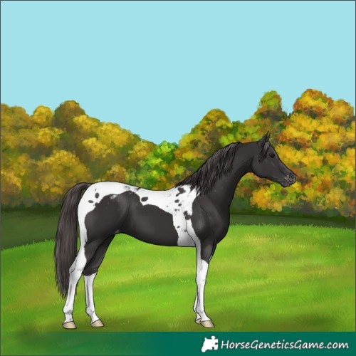 Horse Color:Smoky Black Tobiano Appaloosa 