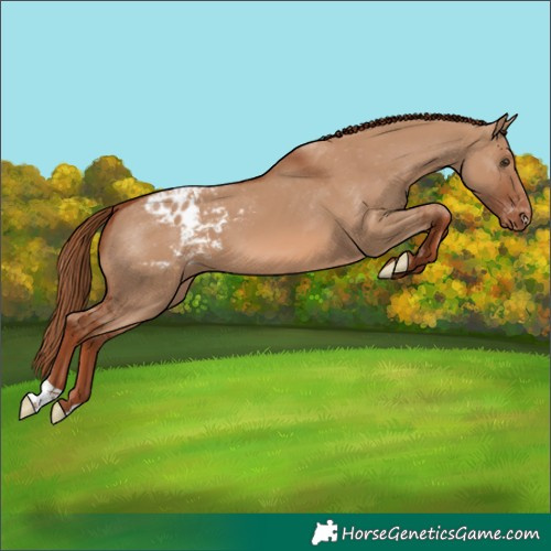 Horse Color:Red Dun Appaloosa 