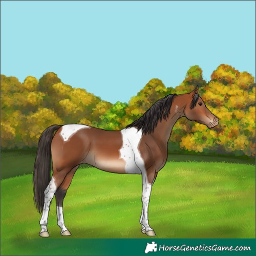 Horse Color:Bay Tobiano Appaloosa 